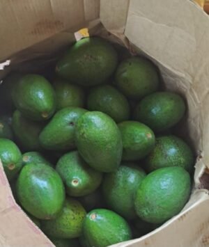 Fresh Avocados (Jumbo & Hass)