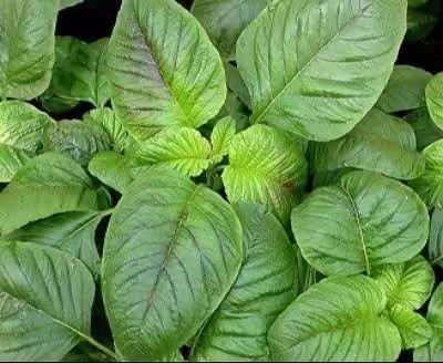 Fresh Amaranth Leaves